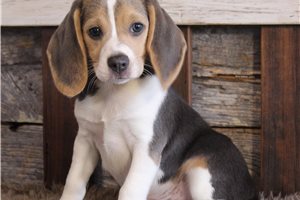 Cohen - Beagle for sale
