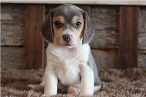 Frederick - puppy for sale