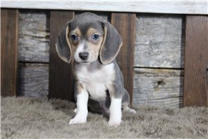 Harper - Beagle for sale