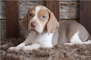 Andrew - puppy for sale