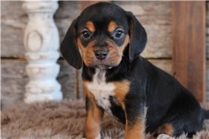 Octavia - puppy for sale