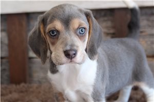 Mackenzie - Beagle for sale