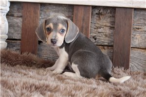 Robyn - Beagle for sale