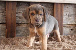 Otto - puppy for sale