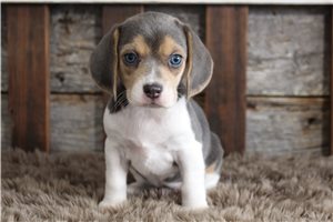Yasmin - Beagle for sale