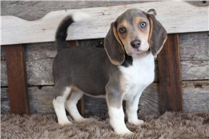 Mackenzie - Beagle for sale