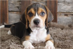 Robert - puppy for sale