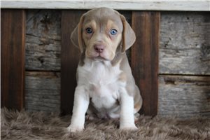 Toby - puppy for sale