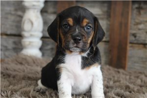 Mario - Beagle for sale