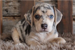 Loren - puppy for sale
