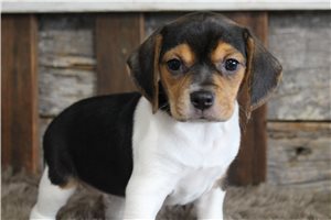 Harlow - puppy for sale