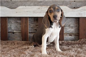 Luna - Beagle for sale
