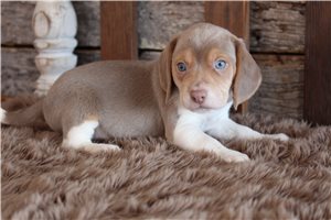 Itty - puppy for sale