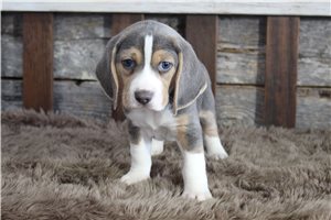 Marrone - Beagle for sale