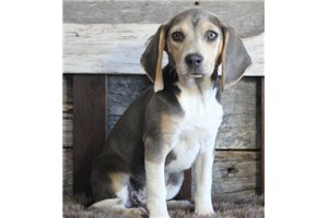 Shayla - Beagle for sale