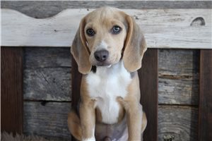 Nico - Beagle for sale