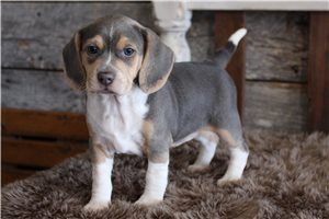 Alice - Beagle for sale