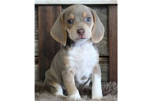 Marley - Beagle for sale