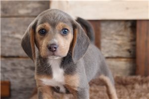 Carter - Beagle for sale
