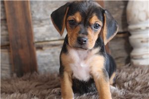 Liliana - puppy for sale