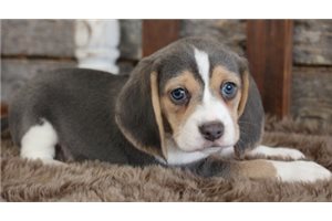 Stanwood - Beagle for sale