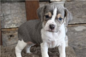 Heather - Beagle for sale