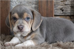 Sawyer - Beagle for sale