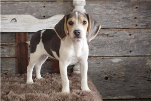 Juniper - puppy for sale