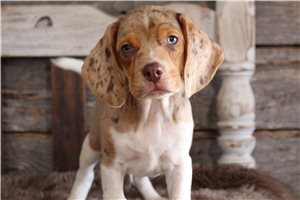 Forrest - Beagle for sale