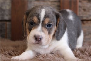 Paisley - Beagle for sale