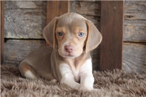 Lyric - puppy for sale