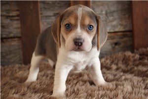 Oriana - puppy for sale