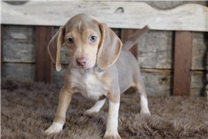 Nova - Beagle for sale