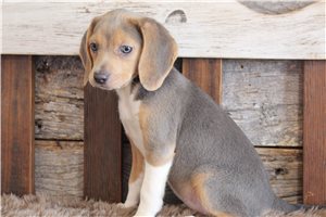 Magda - Beagle for sale