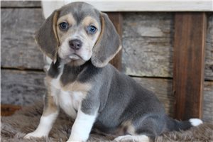 Nikita - Beagle for sale