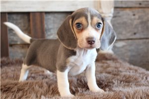 Adam - Beagle for sale