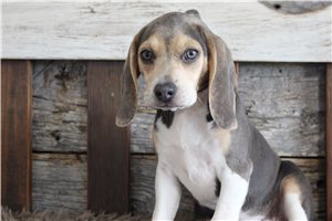 Naula - Beagle for sale