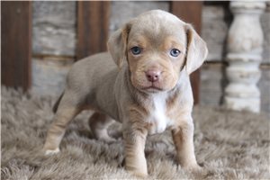 Hope - Beagle for sale