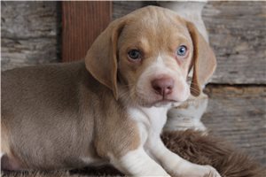 Remy - puppy for sale