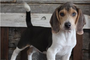 Nathan - Beagle for sale