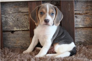 Erik - Beagle for sale