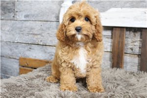 Avery - Cavapoo for sale