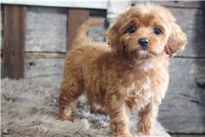 Lillian - Cavapoo for sale