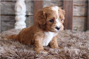 Alexander - puppy for sale