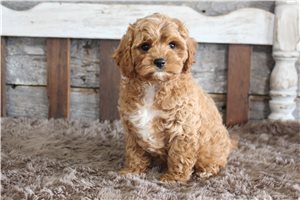 Avery - Cavapoo for sale