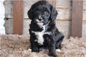 Aurora - puppy for sale