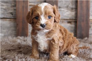 Alexander - Cavapoo for sale