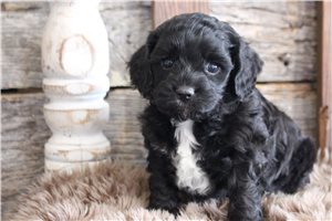 Anthony - Cavapoo for sale