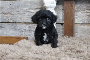 Lewis - Cavapoo for sale