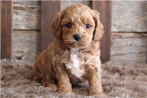 Avery - puppy for sale